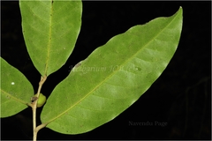 Drypetes assamica